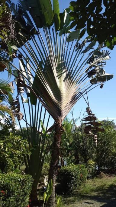 Casa Flor De Annia ~ Cozy 2 Bdrm On The River Sierpe ~ Walkable To Town Exterior foto