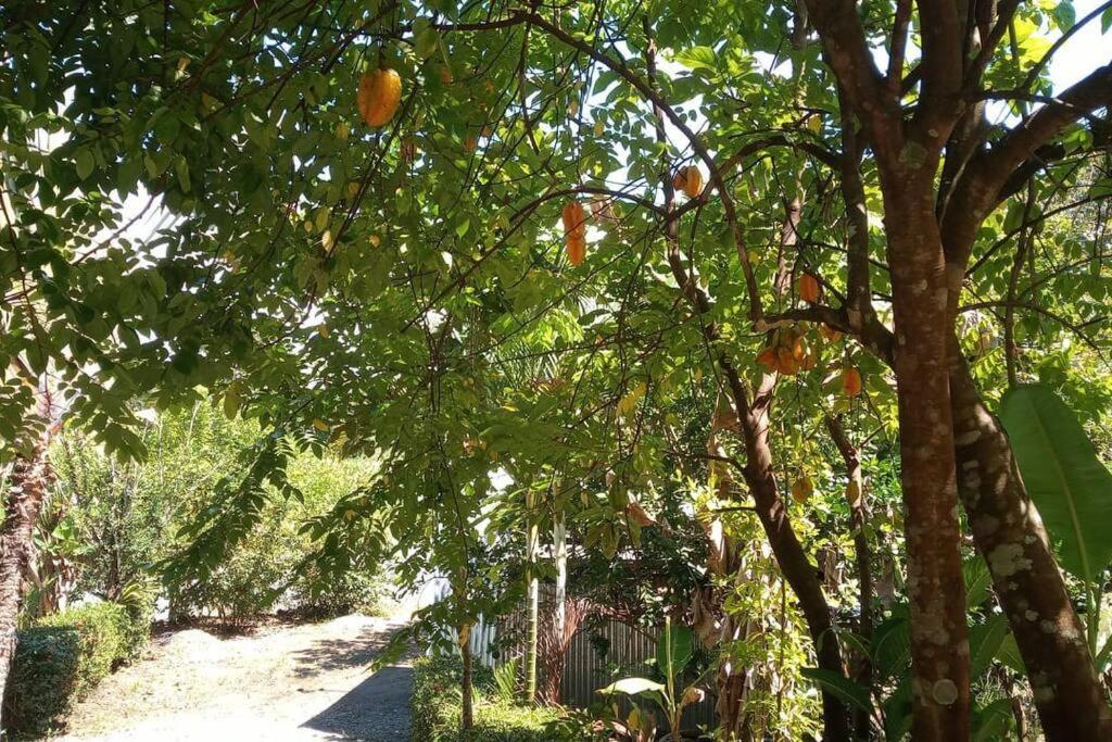 Casa Flor De Annia ~ Cozy 2 Bdrm On The River Sierpe ~ Walkable To Town Exterior foto