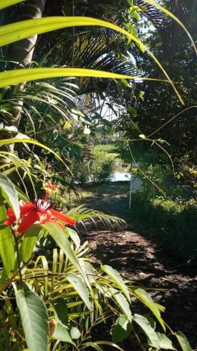 Casa Flor De Annia ~ Cozy 2 Bdrm On The River Sierpe ~ Walkable To Town Exterior foto