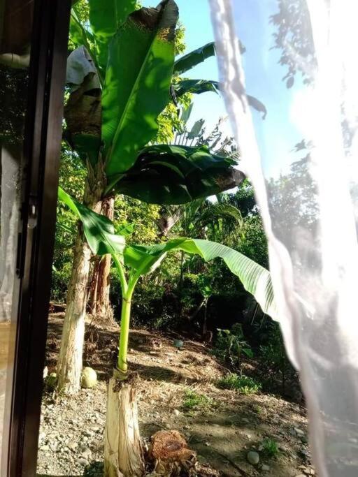 Casa Flor De Annia ~ Cozy 2 Bdrm On The River Sierpe ~ Walkable To Town Exterior foto